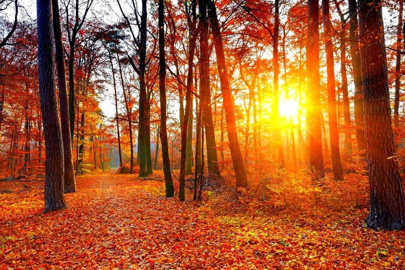 Autumn Forest at Sunrise — Orange, Serene, Photograph, Trees, Leaves, Sunlight
