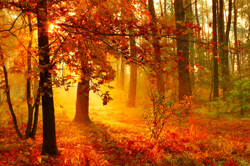 Autumn Forest at Sunrise — Orange, Serene, Photograph, Trees, Leaves