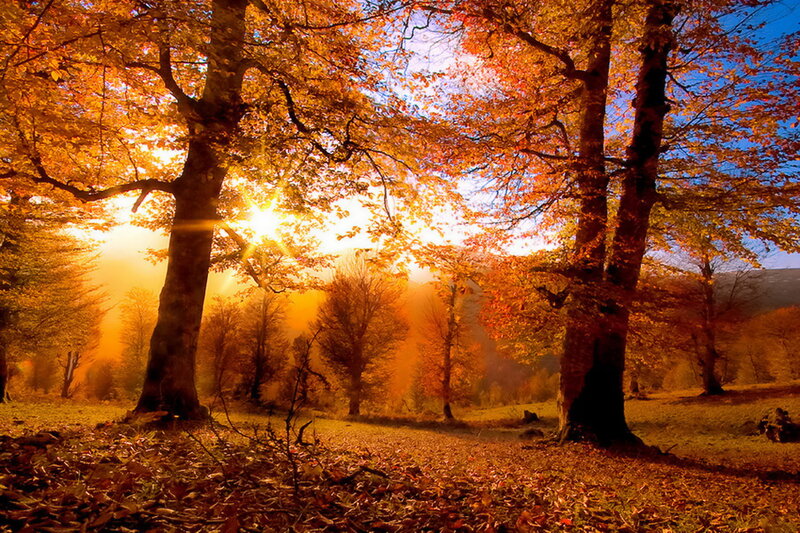 Autumn Forest at Sunrise — Orange, Serene, Photograph, Trees, Sunlight, Fallen Leaves