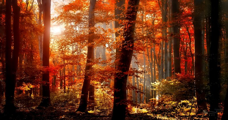 Autumn Forest at Sunrise — Orange, Serene, Photograph, Trees, Sunlight, Foliage