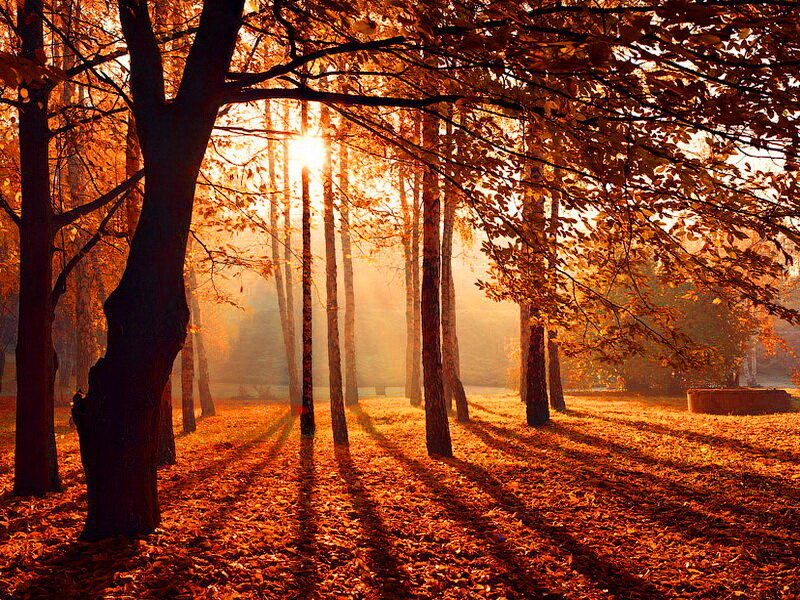 Autumn Forest at Sunrise — Orange, Serene
