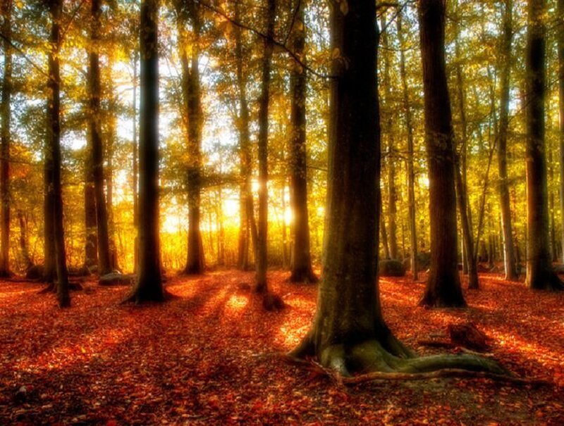 Autumn Forest at Sunrise — Orange