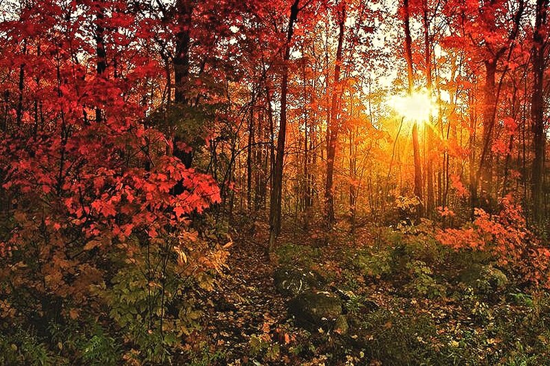Autumn Forest at Sunrise — Red, Serene