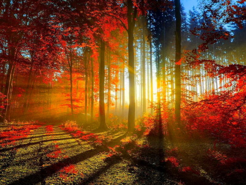 Autumn Forest at Sunrise — Red