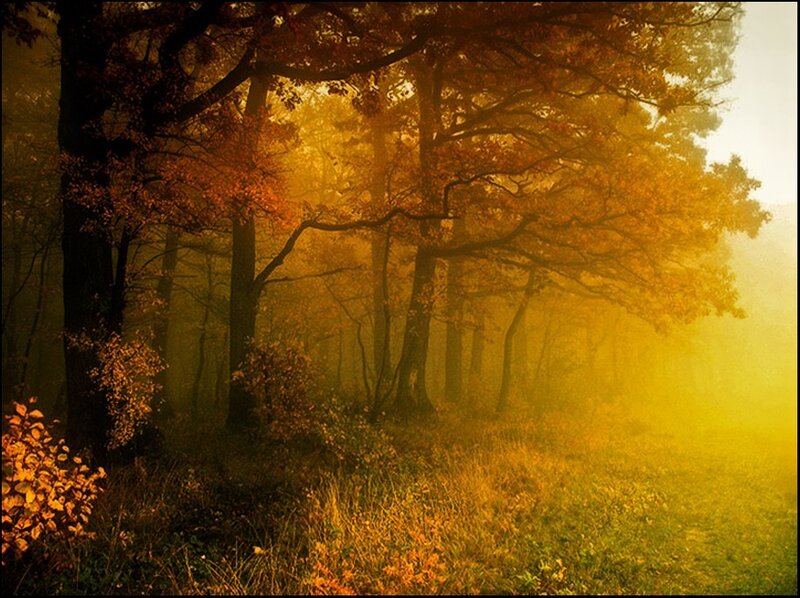 Autumn Forest at Sunrise — Yellow, Serene, Morning, Photograph