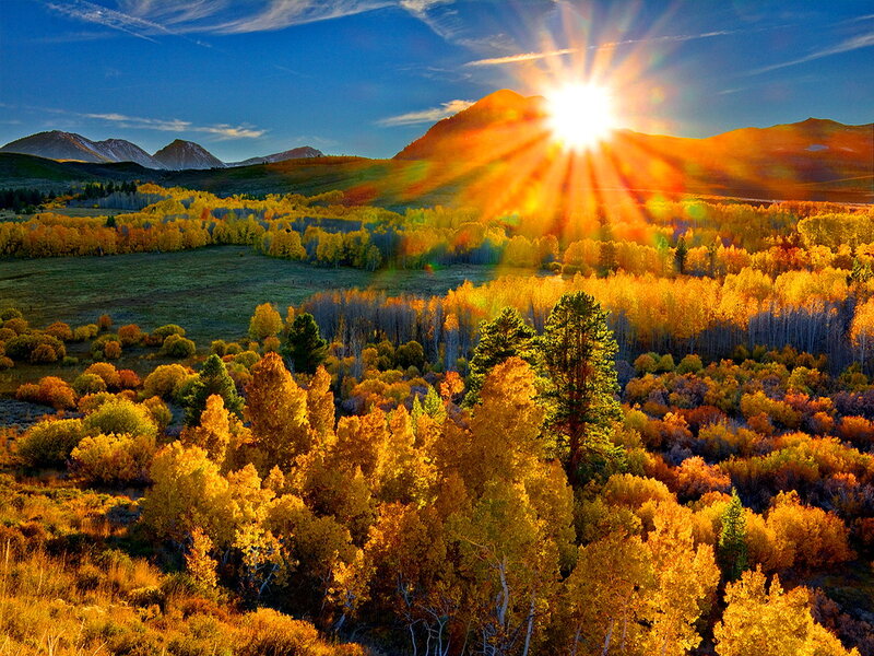 Autumn Forest at Sunrise — Yellow, Serene