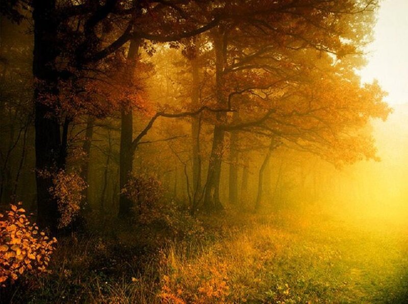 Autumn Forest at Sunrise — Yellow
