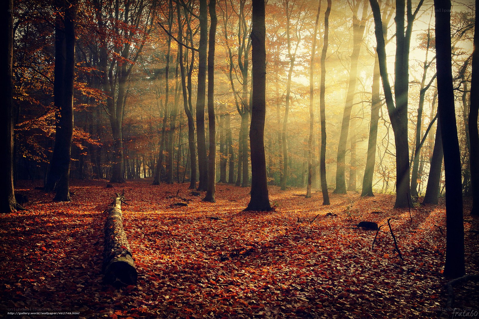 Autumn forest at sunrise