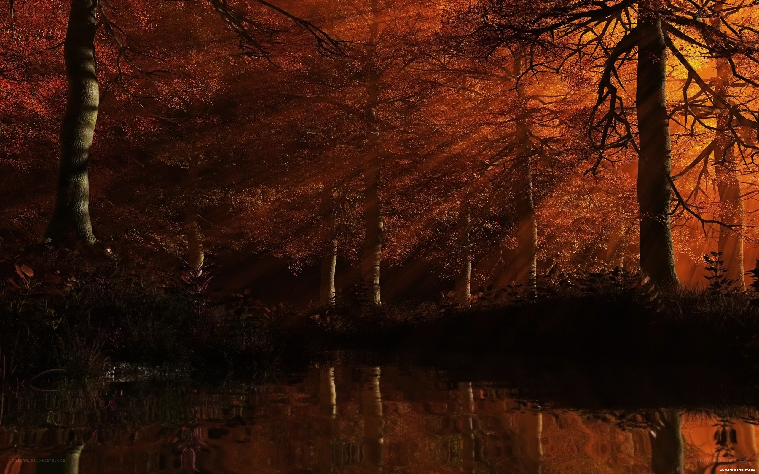 Autumn forest at sunset