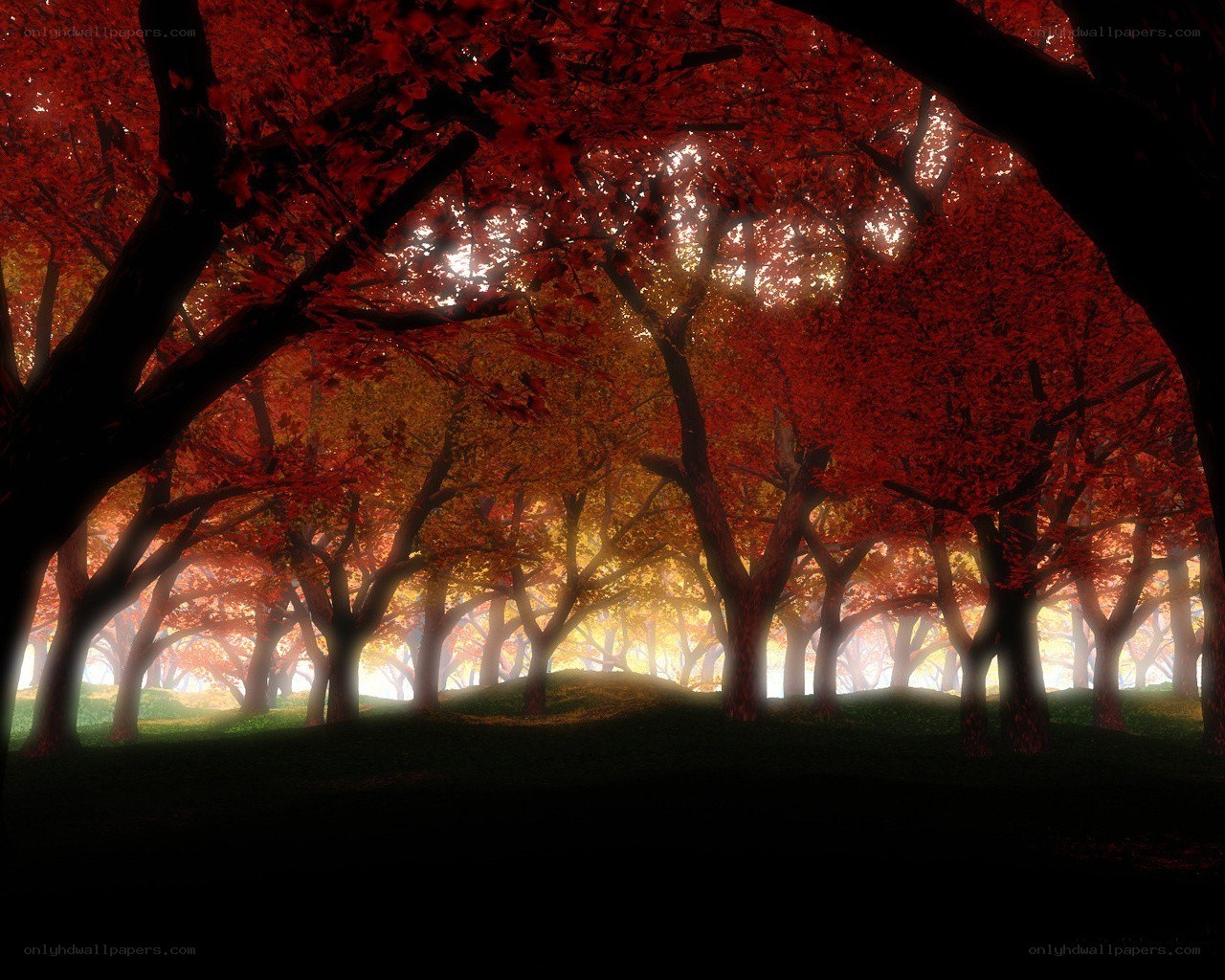 Autumn forest at sunset