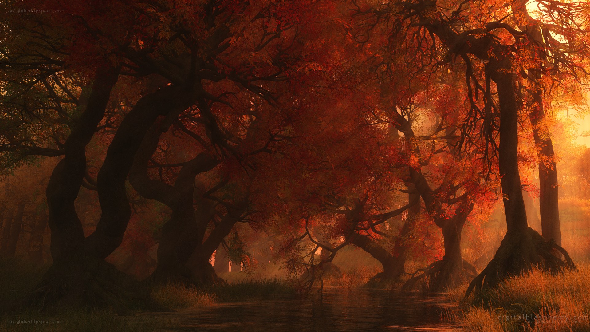 Autumn forest at sunset