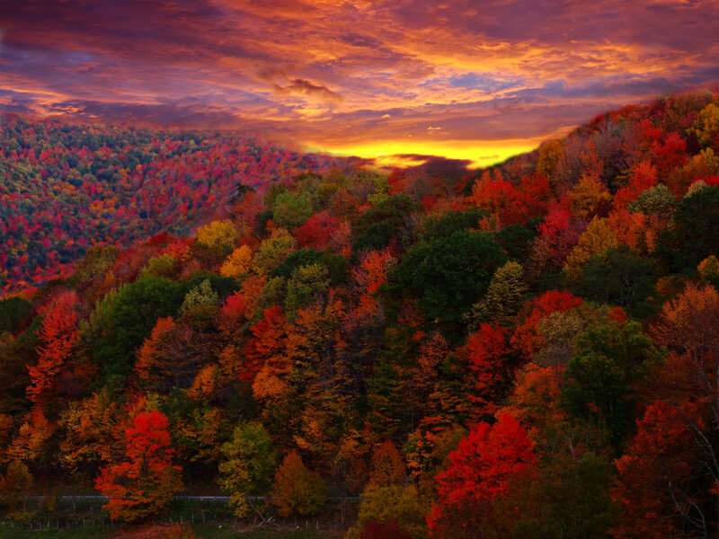 Autumn forest at sunset