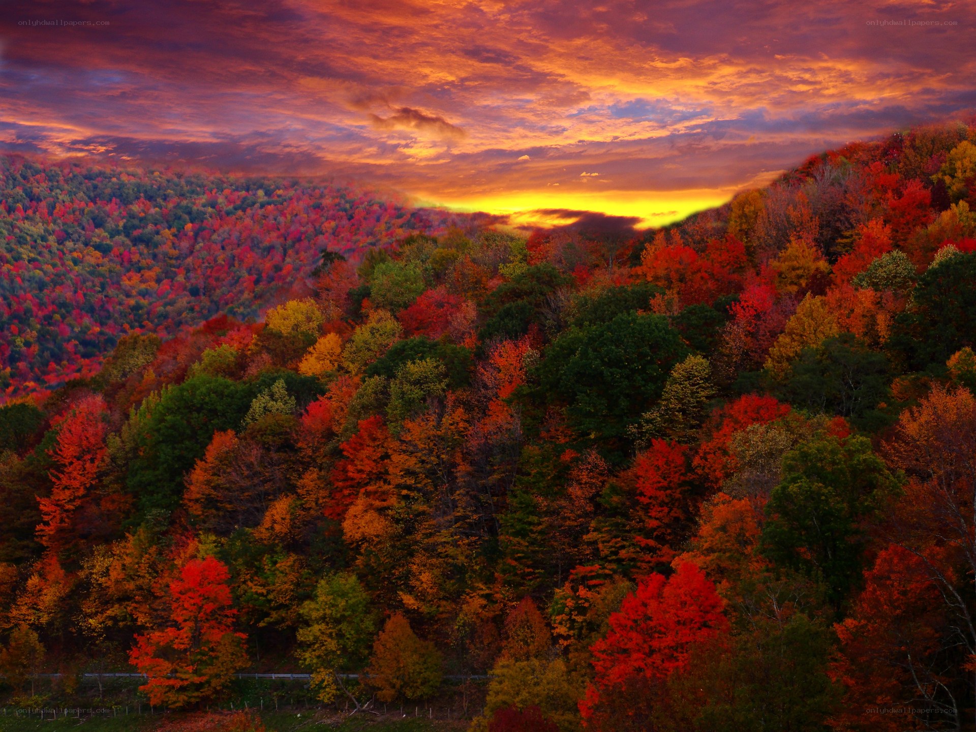 Autumn forest at sunset