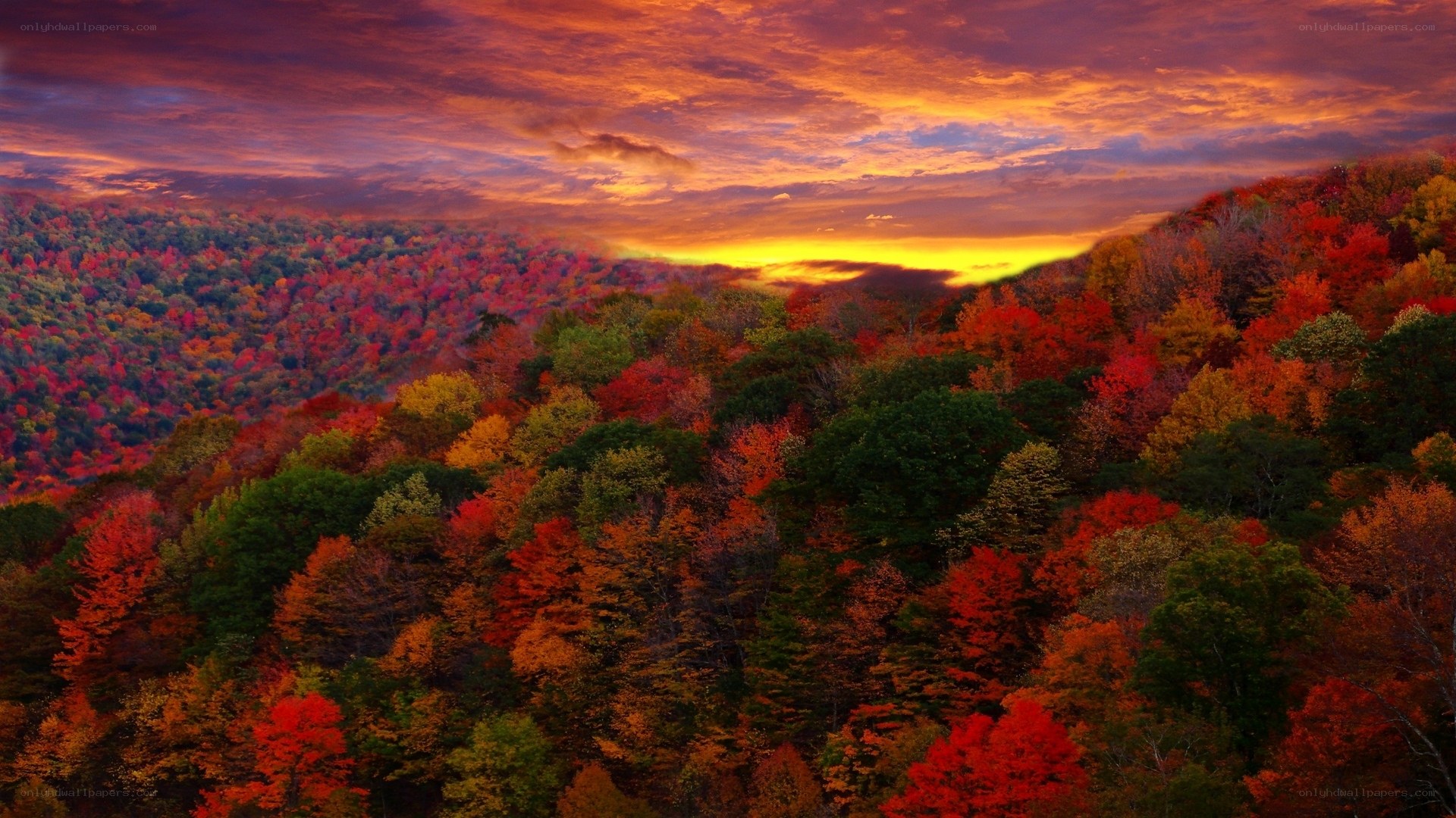 Autumn forest at sunset