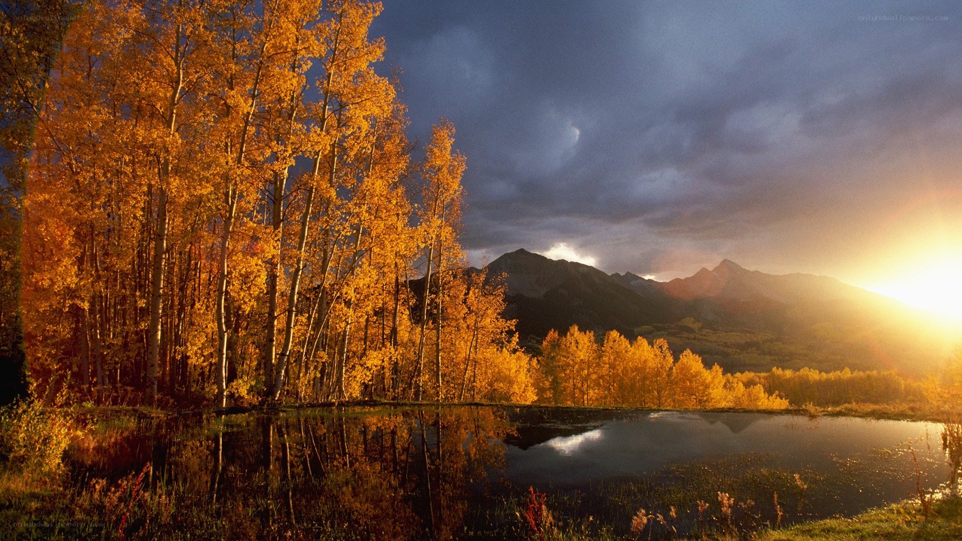 Autumn forest at sunset