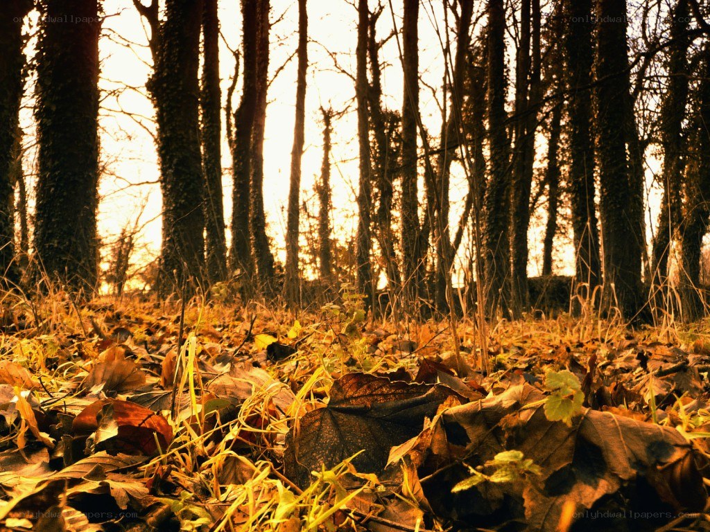 Autumn forest at sunset
