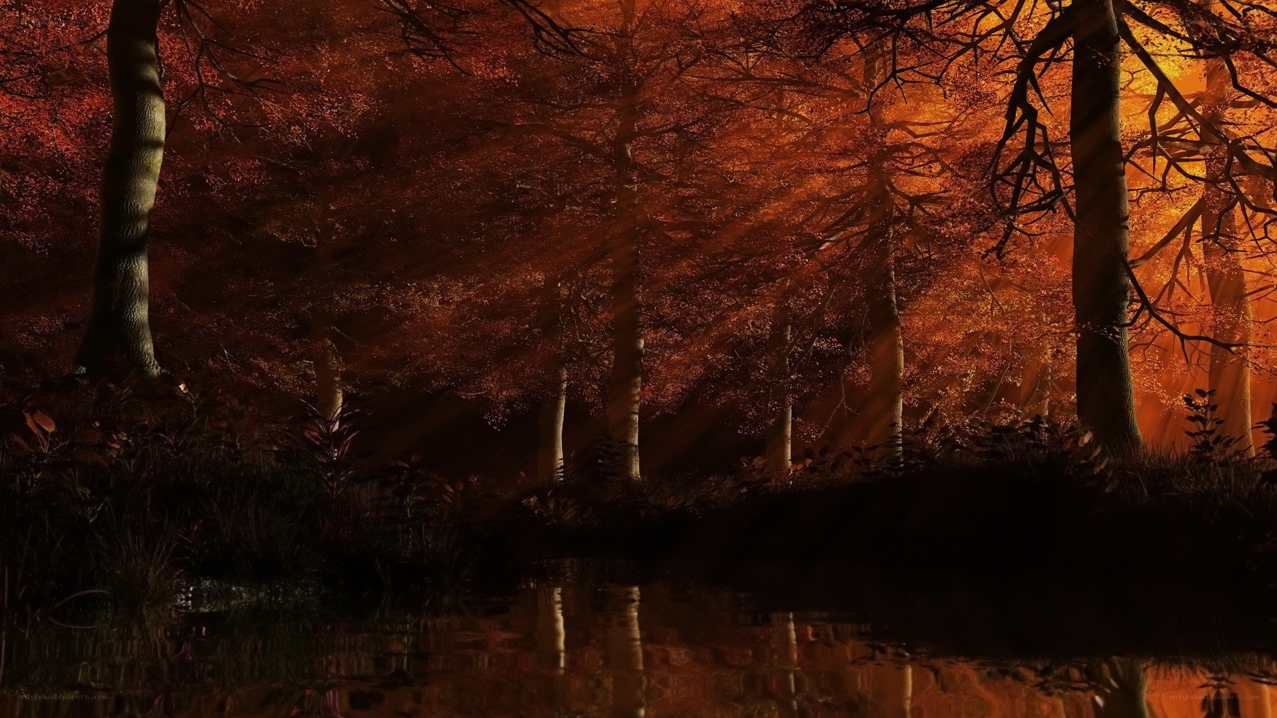 Autumn forest at sunset