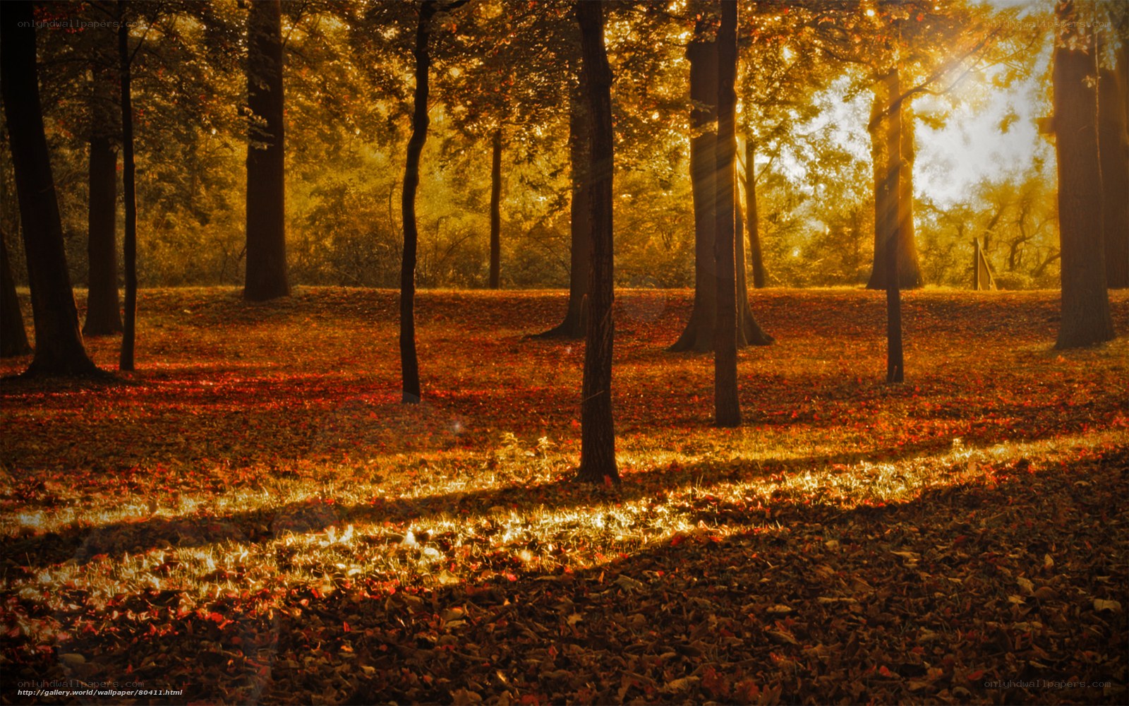 Autumn forest at sunset