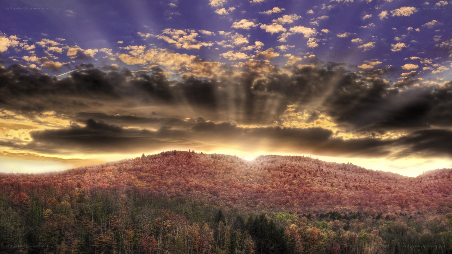 Autumn forest at sunset