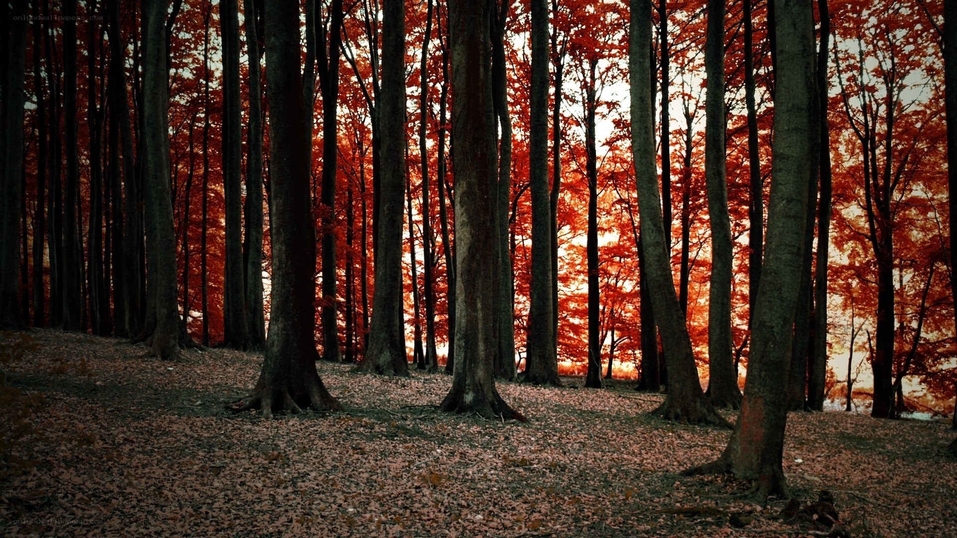 Autumn forest at sunset