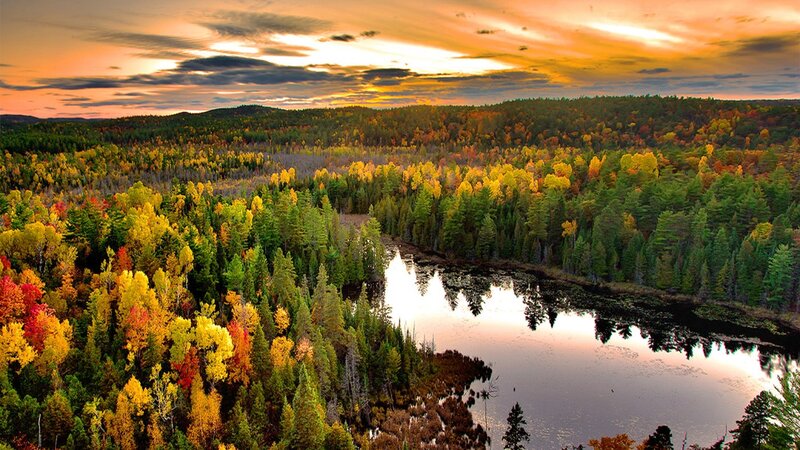 Autumn forest at sunset