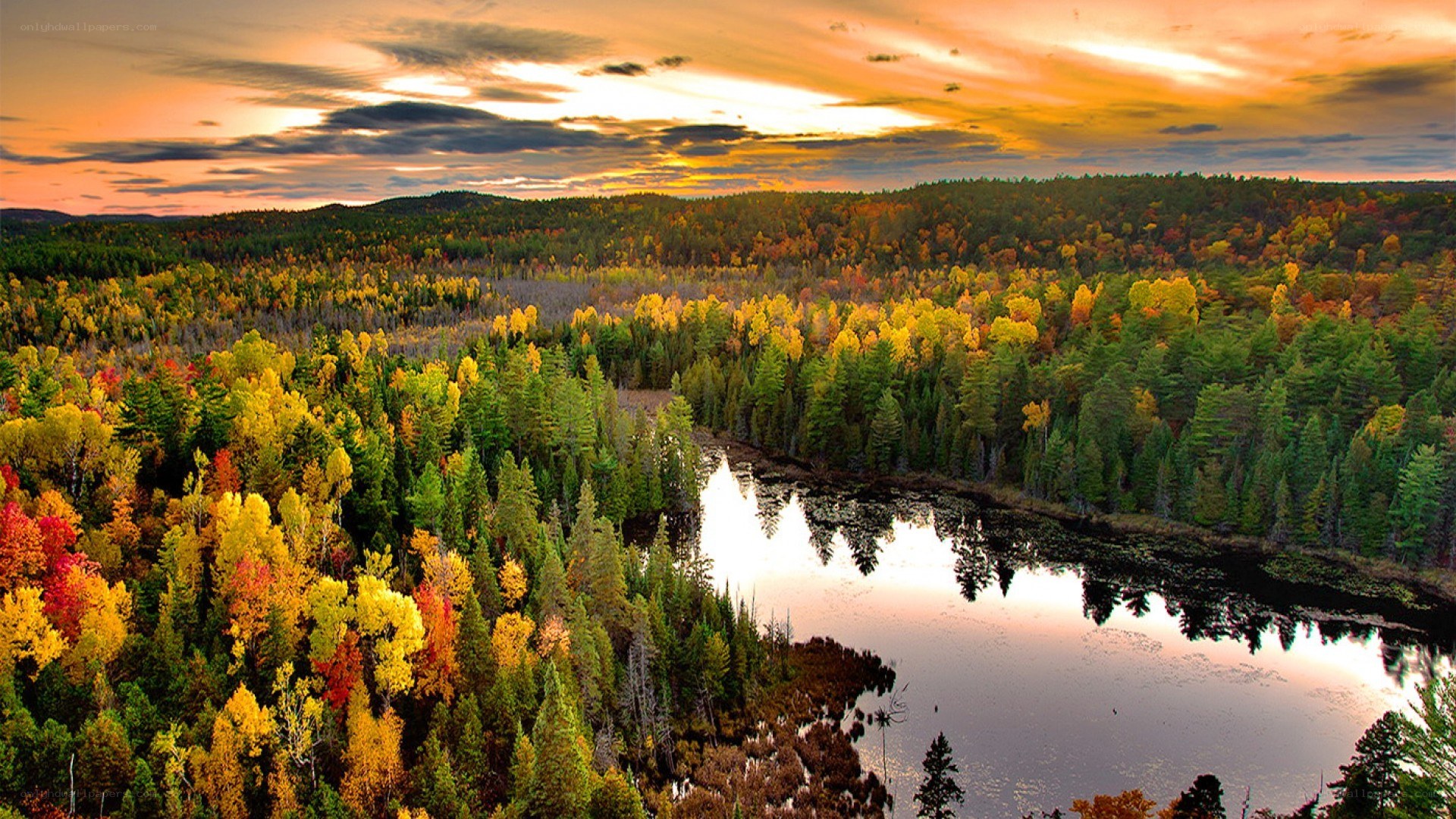 Autumn forest at sunset