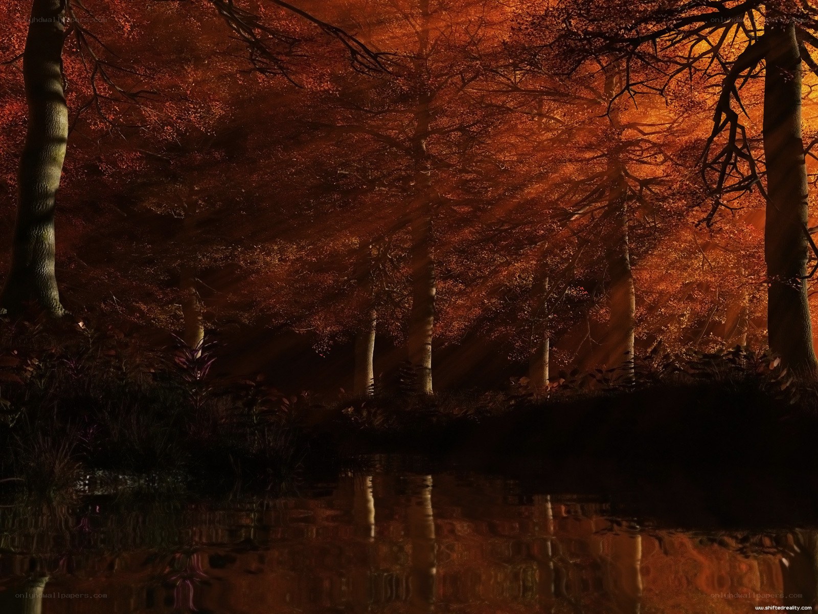 Autumn forest at sunset