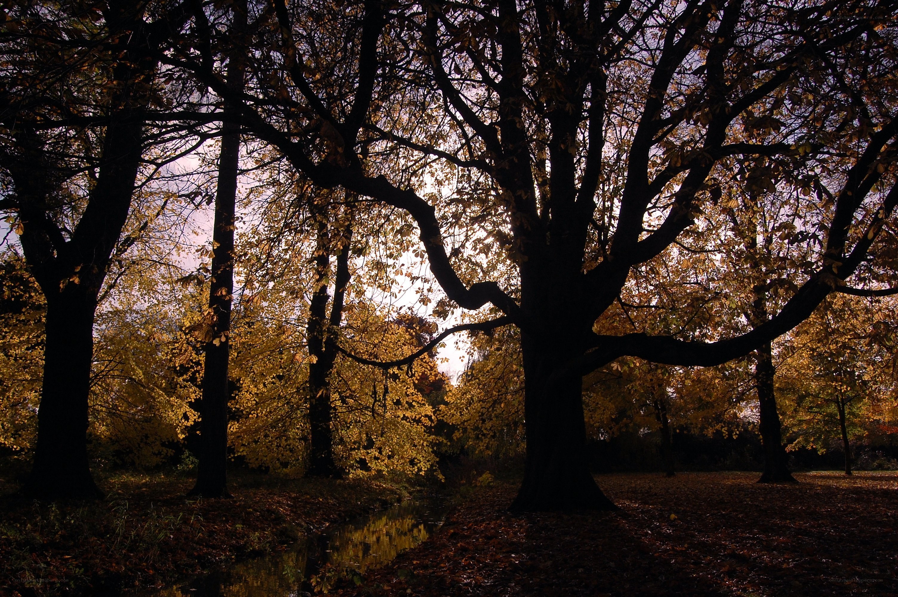 Autumn forest at sunset