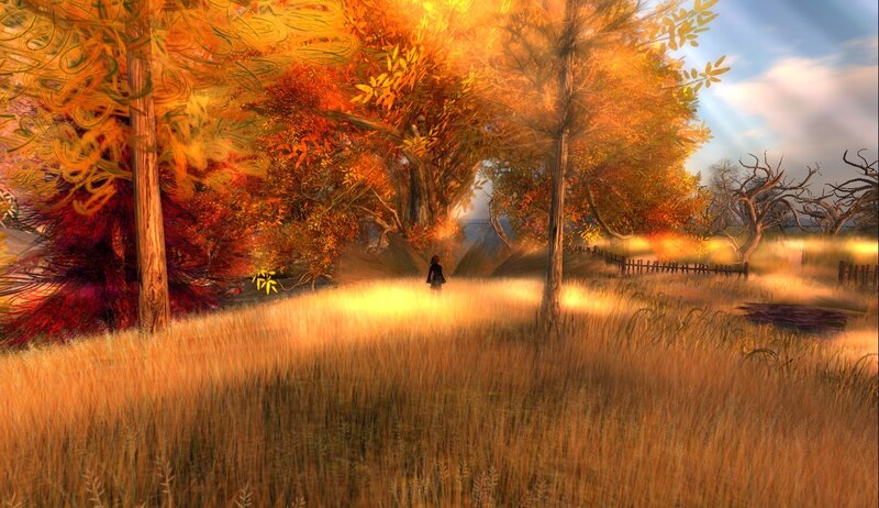 Autumn forest at sunset