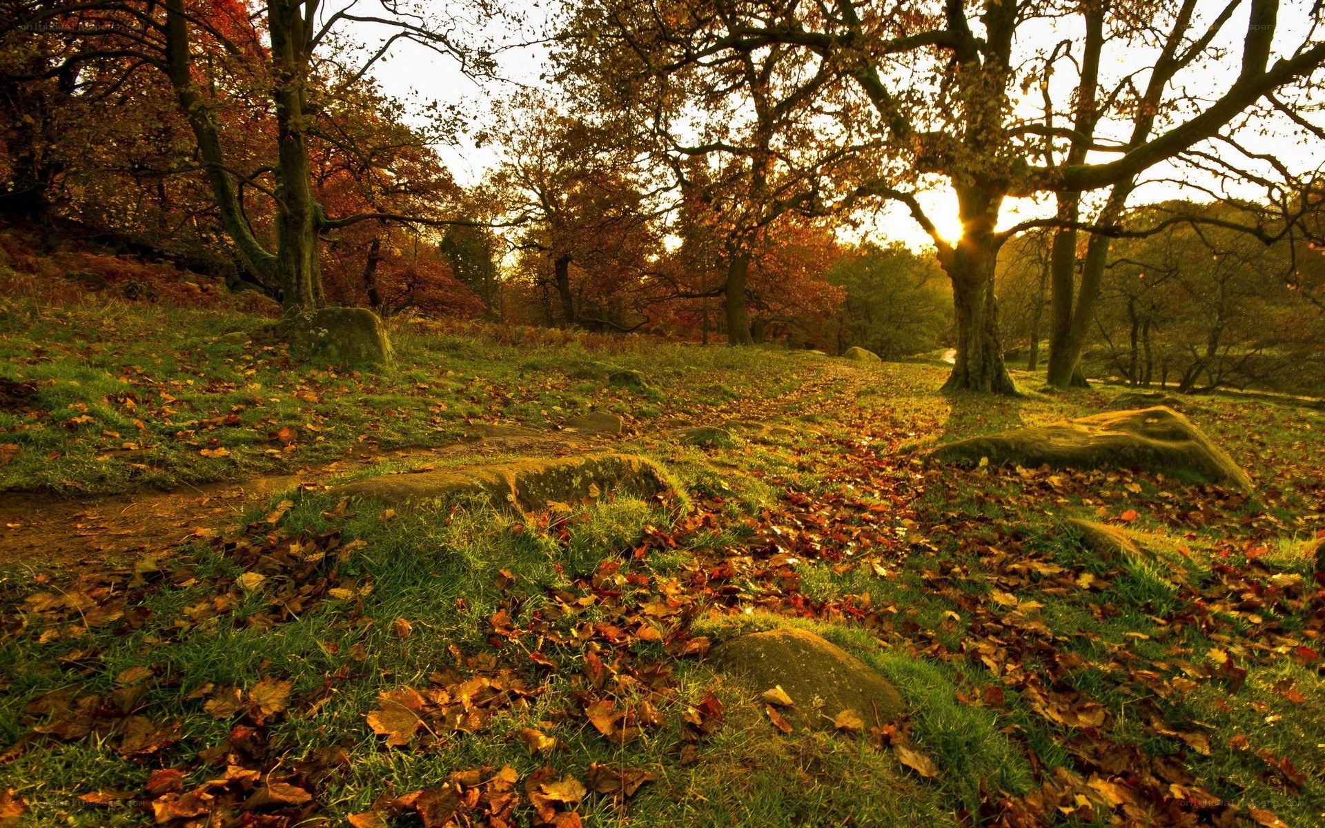 Autumn forest at sunset