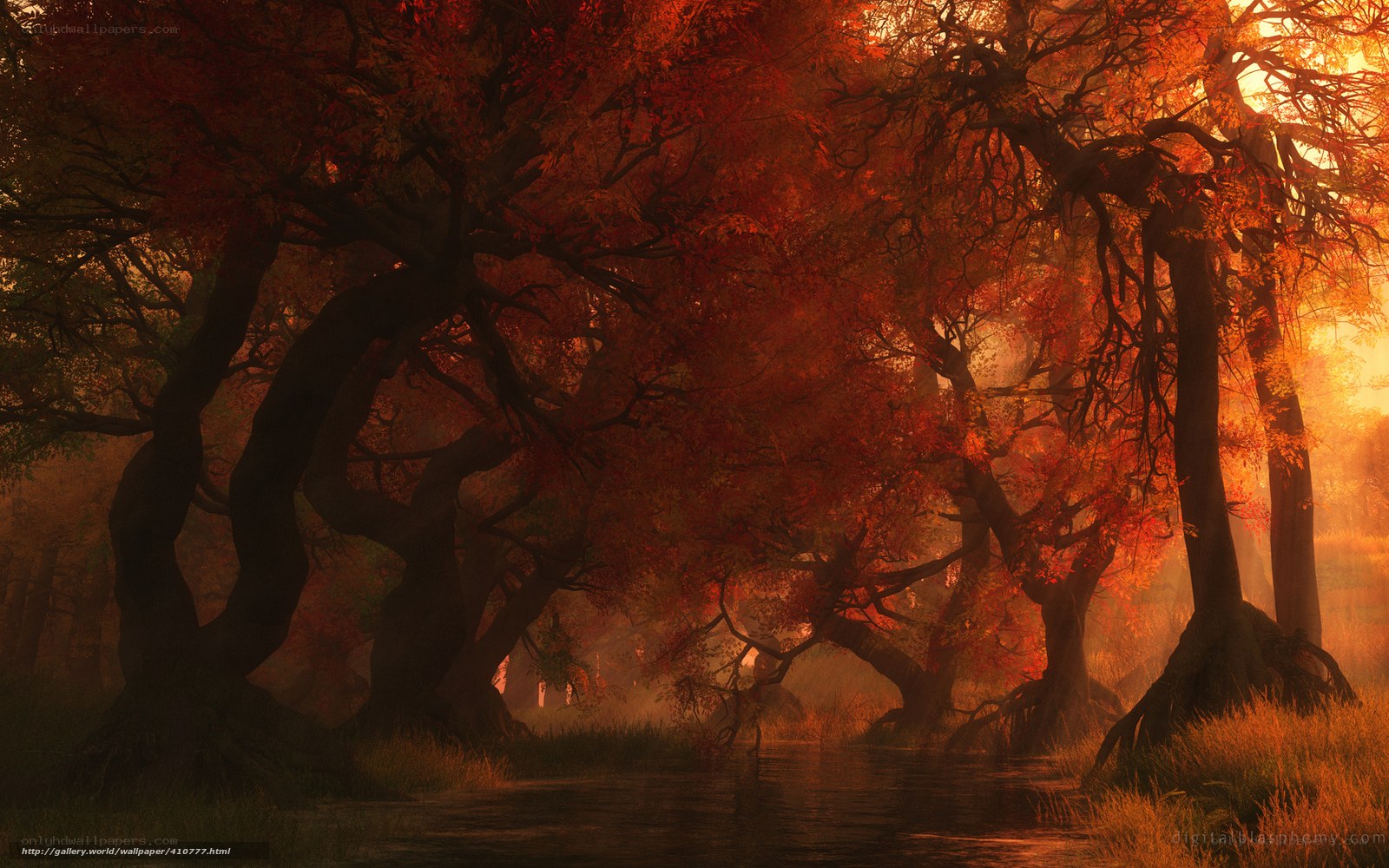 Autumn forest at sunset