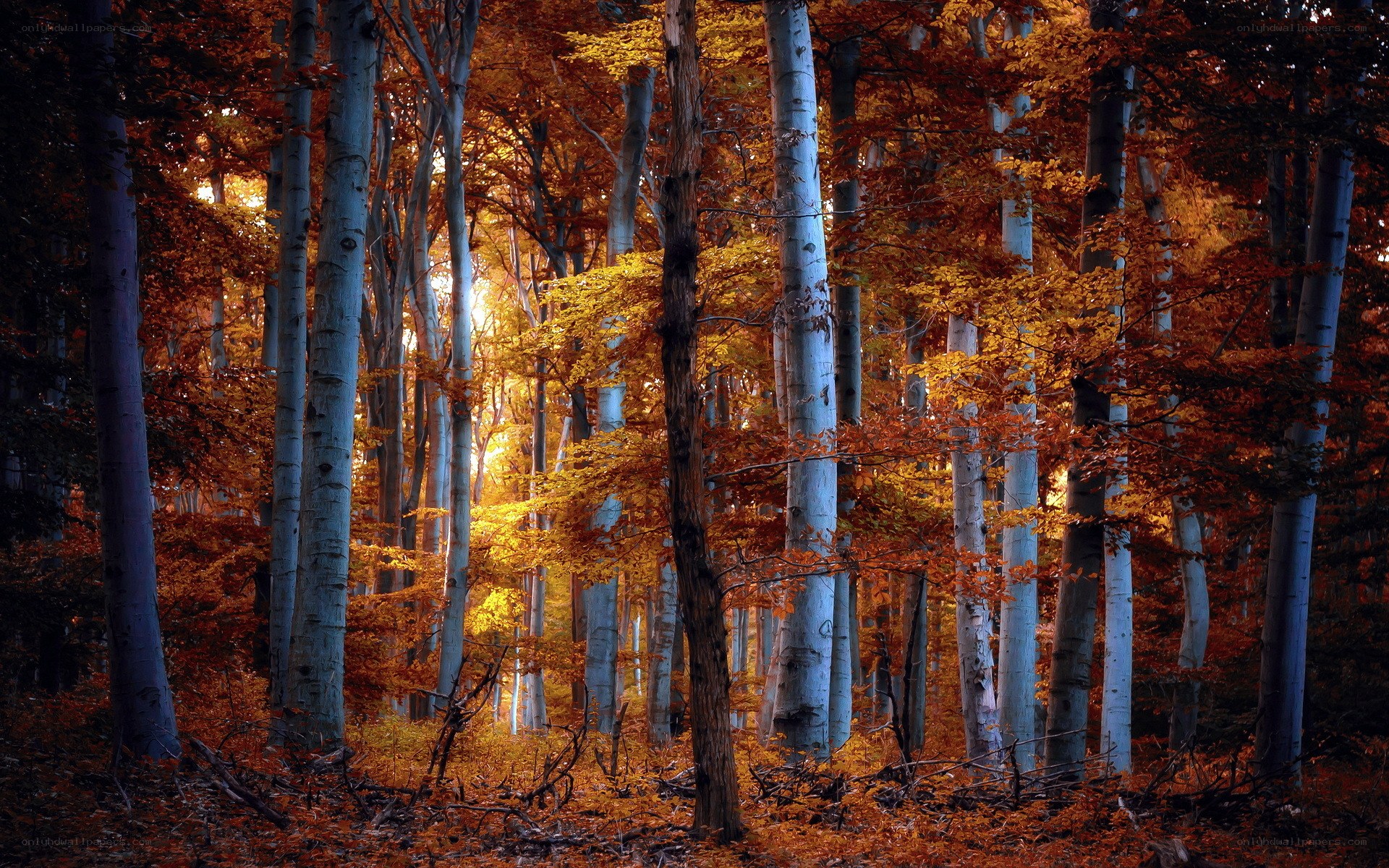 Autumn forest at sunset