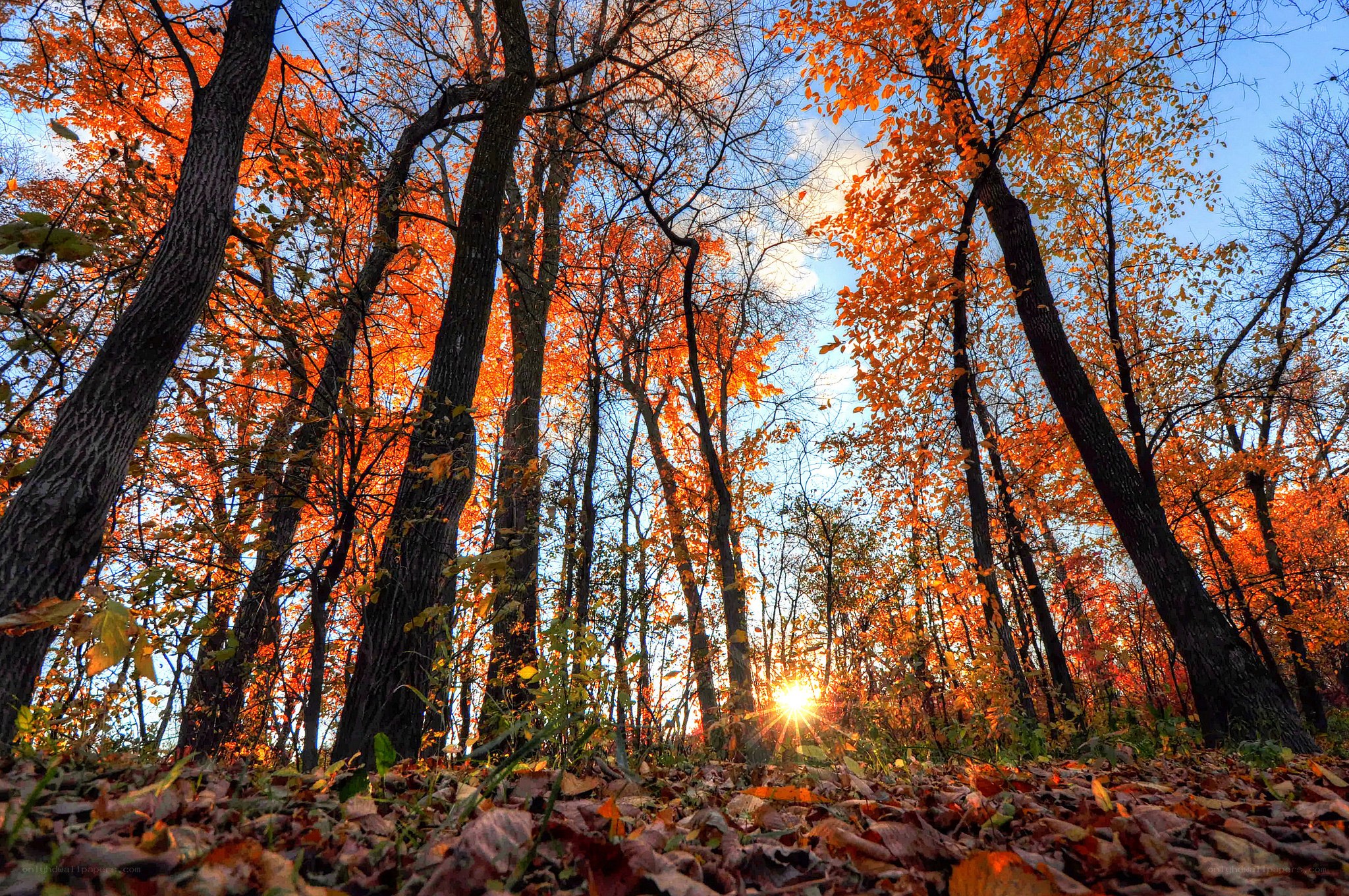 Autumn forest at sunset