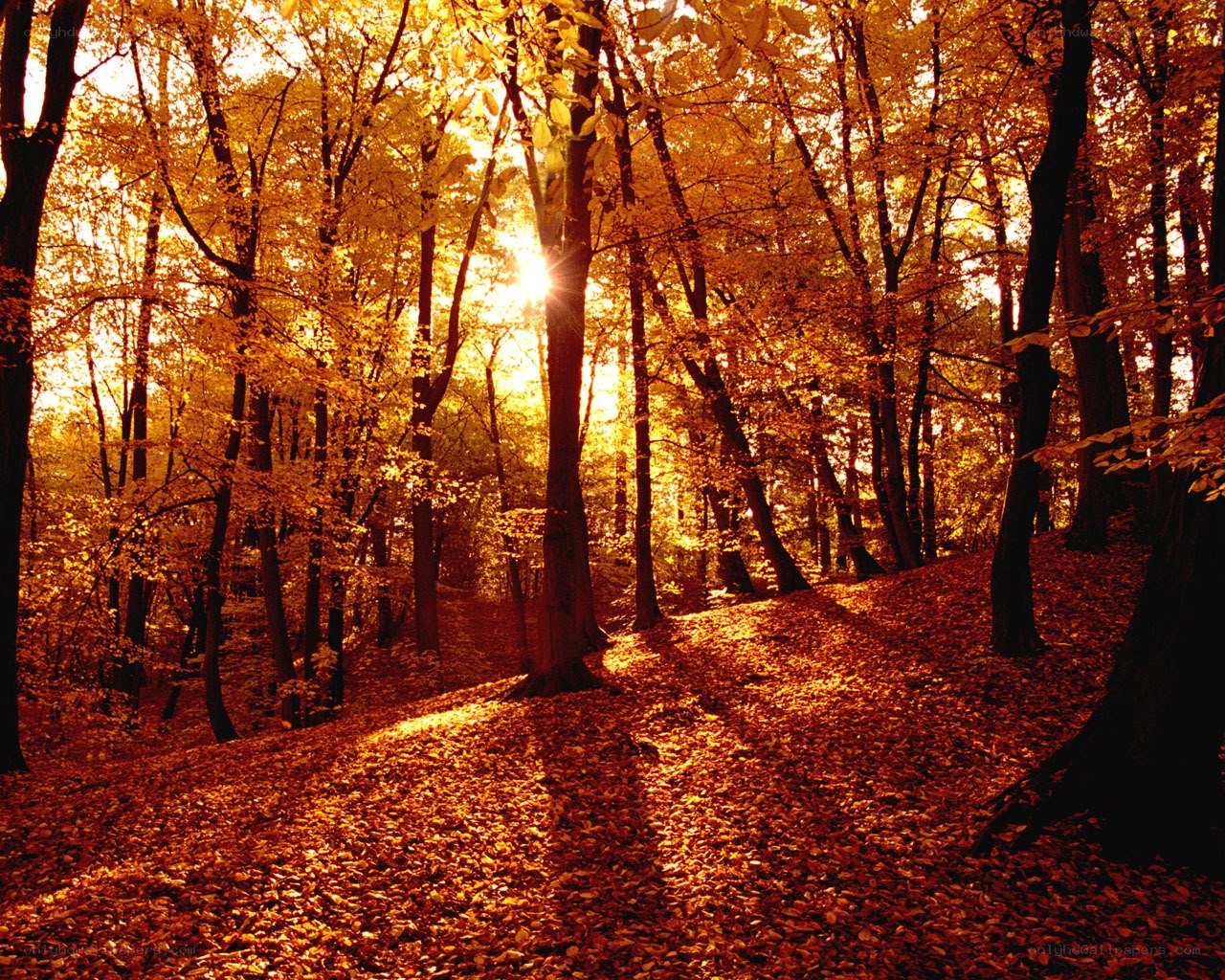 Autumn forest at sunset