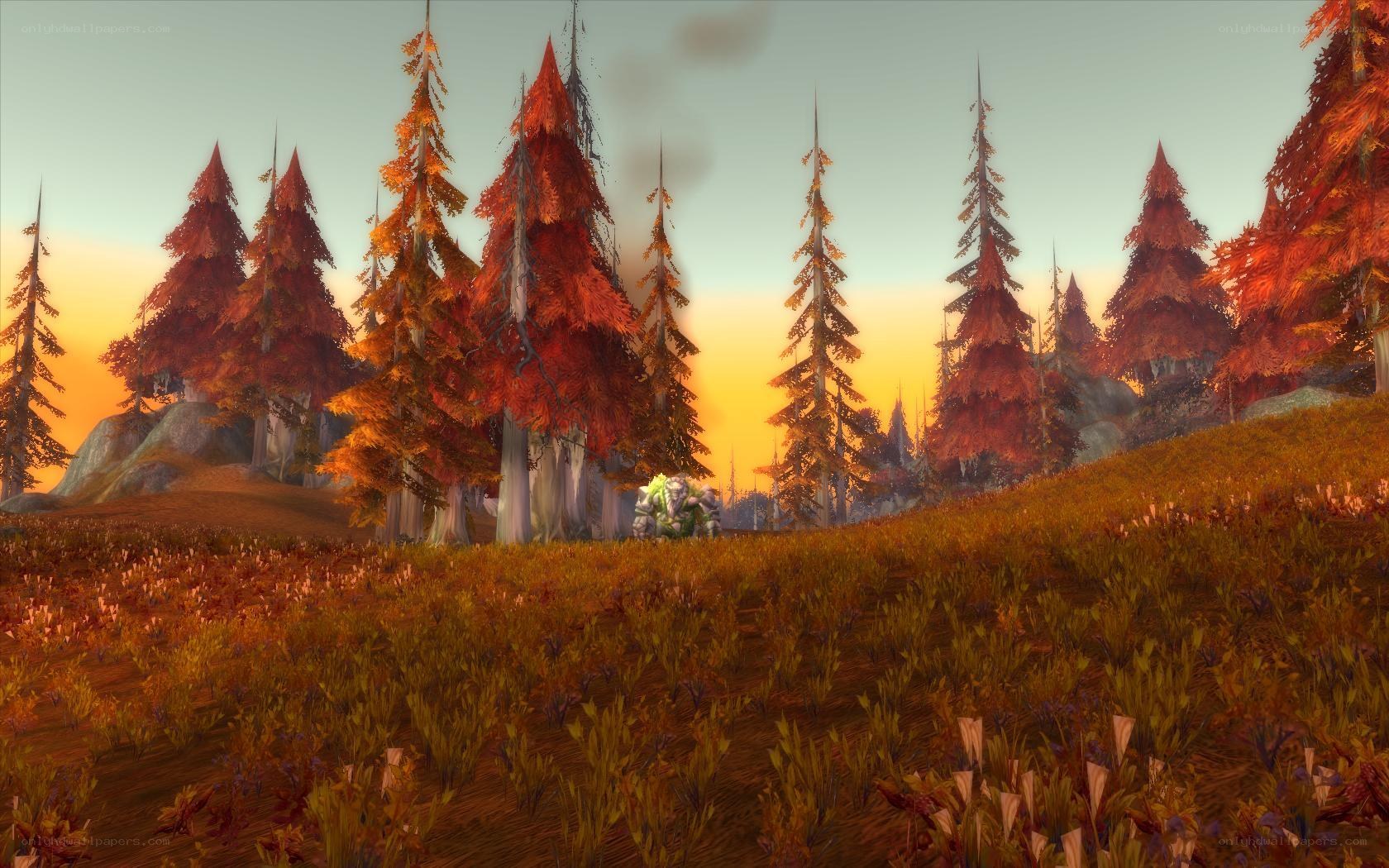 Autumn forest at sunset