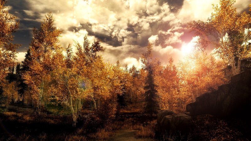 Autumn Forest at Sunset — Gold