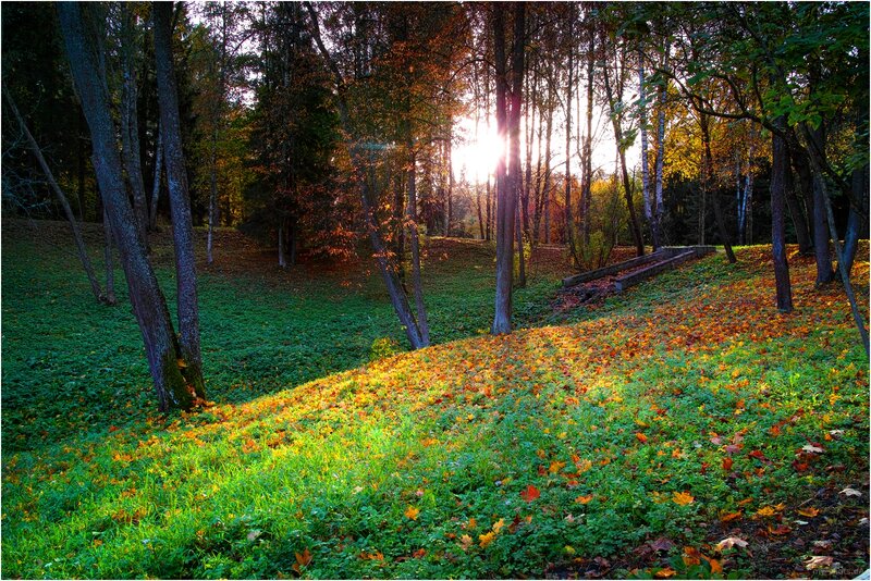 Autumn Forest at Sunset — Green