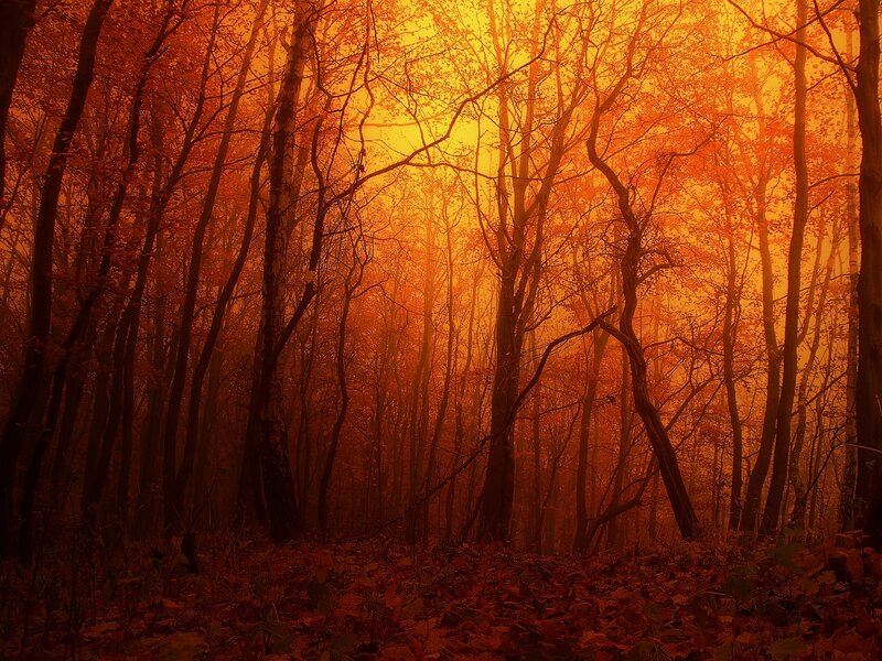 Autumn Forest at Sunset — Orange, Dramatic, Photograph