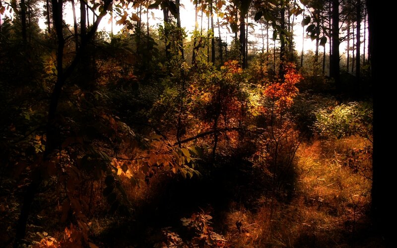 Autumn Forest at Sunset — Orange, Dramatic, Photograph, Trees, Leaves