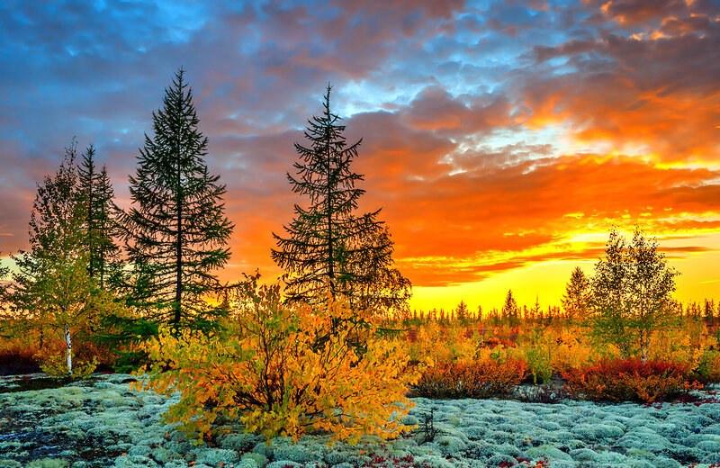 Autumn Forest at Sunset — Orange, Dramatic, Photograph, Trees, Moss