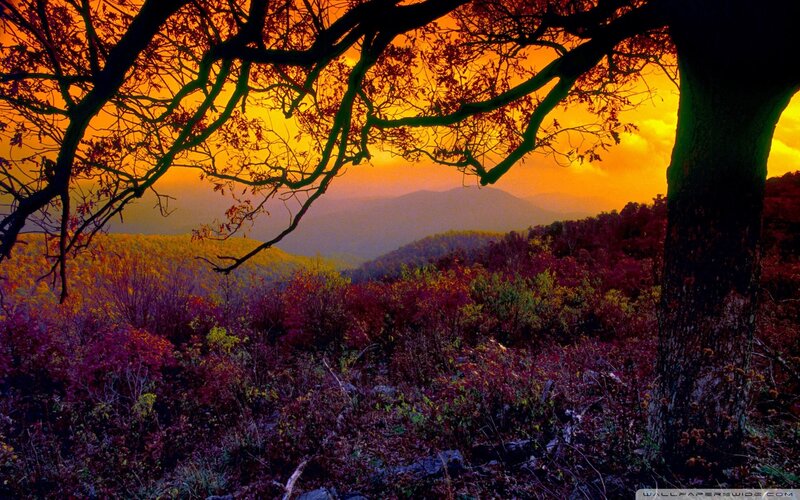 Autumn Forest at Sunset — Orange, Dramatic, Photograph, Trees, Mountains, Sky
