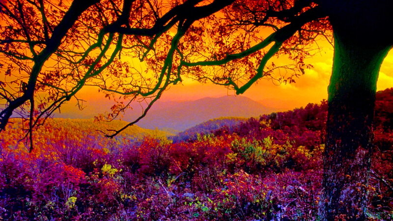 Autumn Forest at Sunset — Orange, Dramatic, Photograph, Trees, Mountains