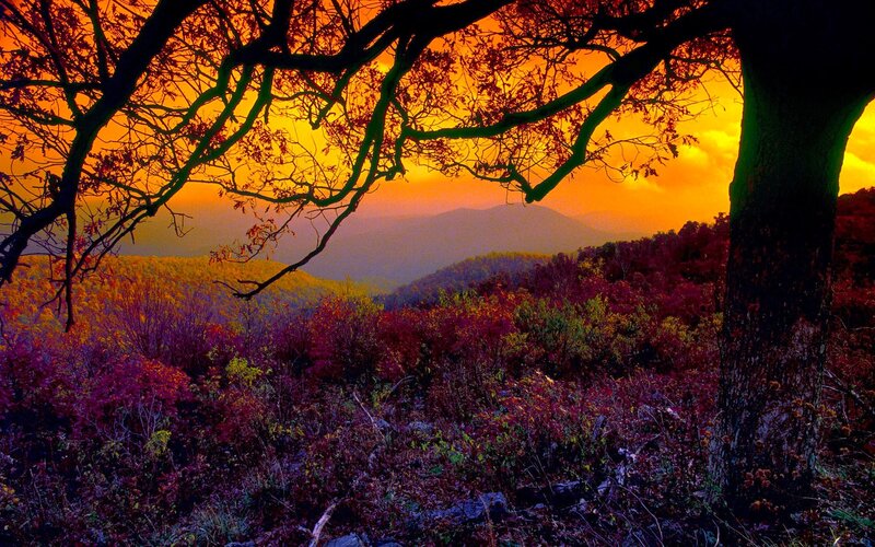 Autumn Forest at Sunset — Orange, Dramatic, Photograph, Trees