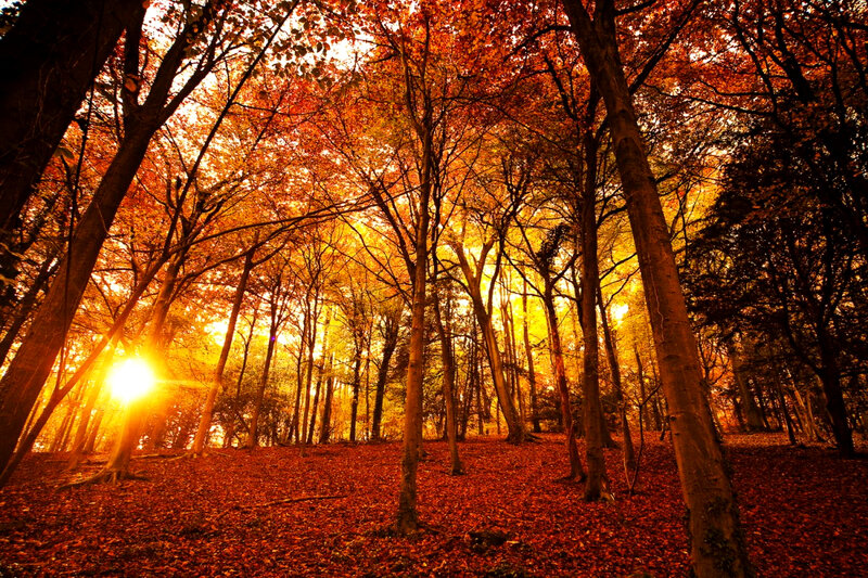 Autumn Forest at Sunset — Orange, Serene, Photograph