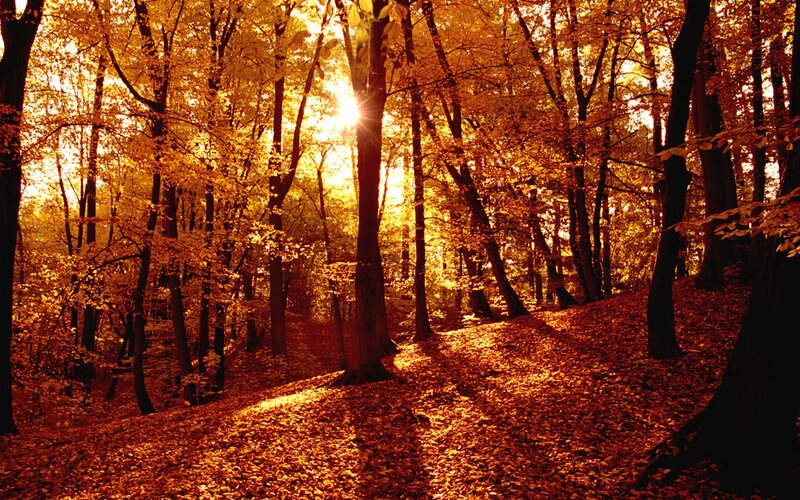 Autumn Forest at Sunset — Orange, Serene, Photograph, Trees, Leaves, Sunlight, Brown