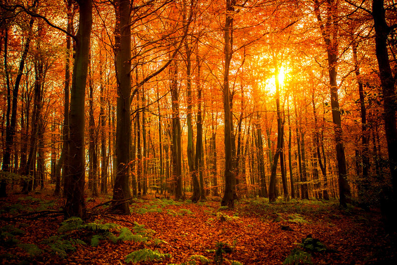 Autumn Forest at Sunset — Orange, Serene, Photograph, Trees, Sunlight