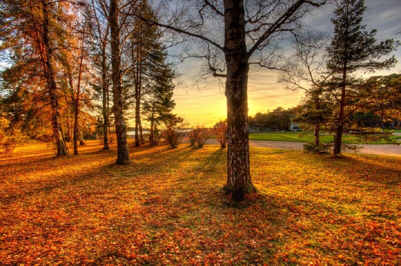 Autumn Forest at Sunset — Orange, Serene, Photograph, Trees