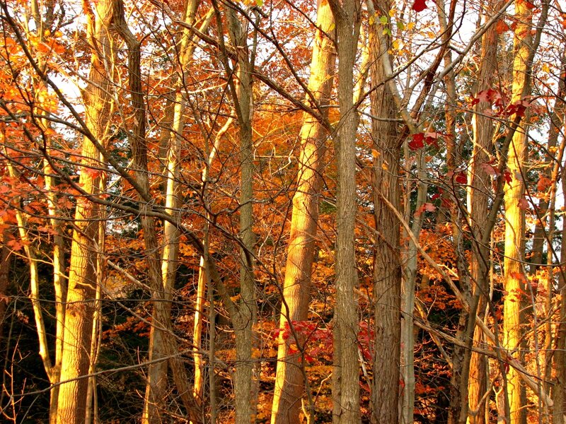 Autumn Forest at Sunset — Orange, Serene