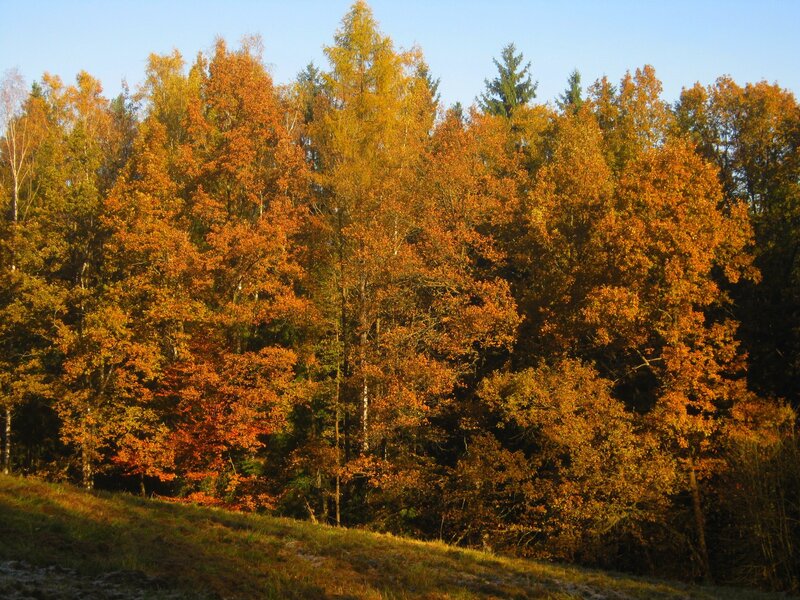 Autumn Forest at Sunset — Orange