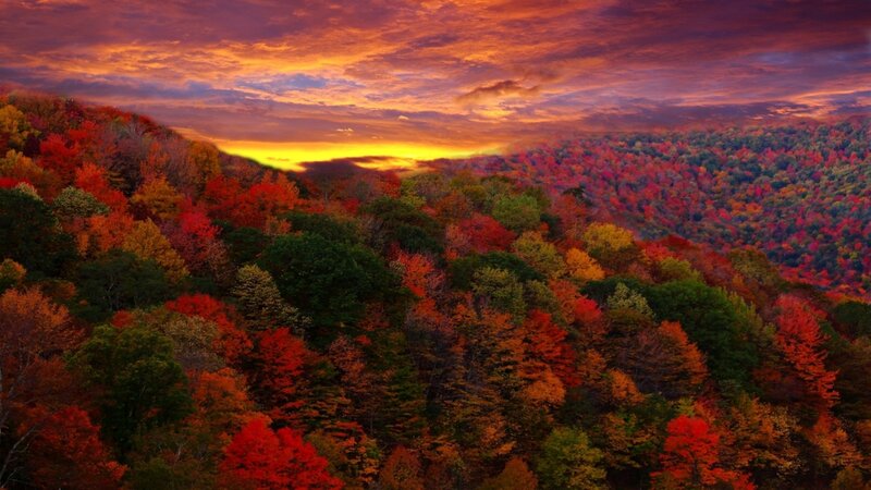 Autumn Forest at Sunset — Red, Dramatic